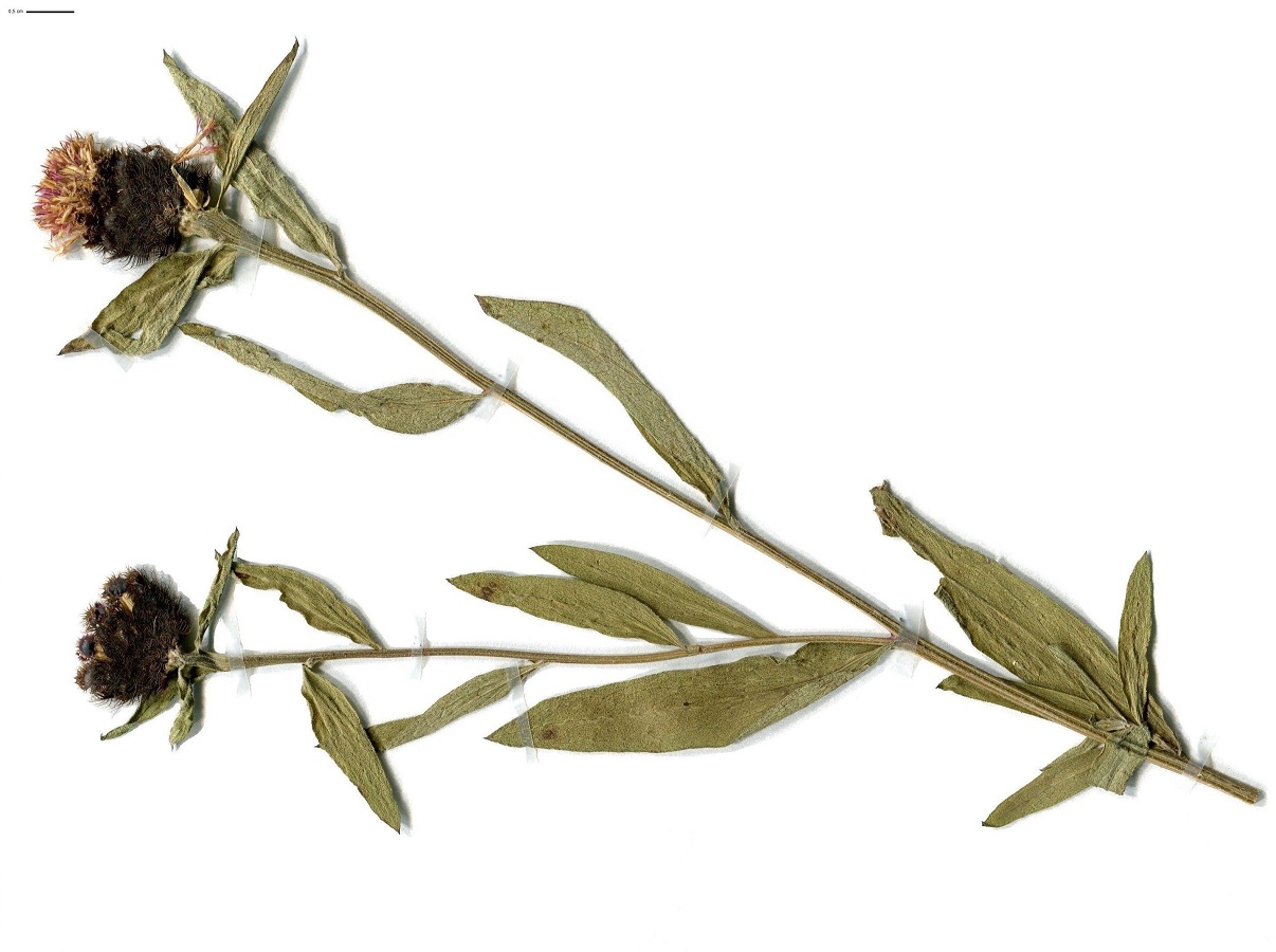 Centaurea nigra (Asteraceae)